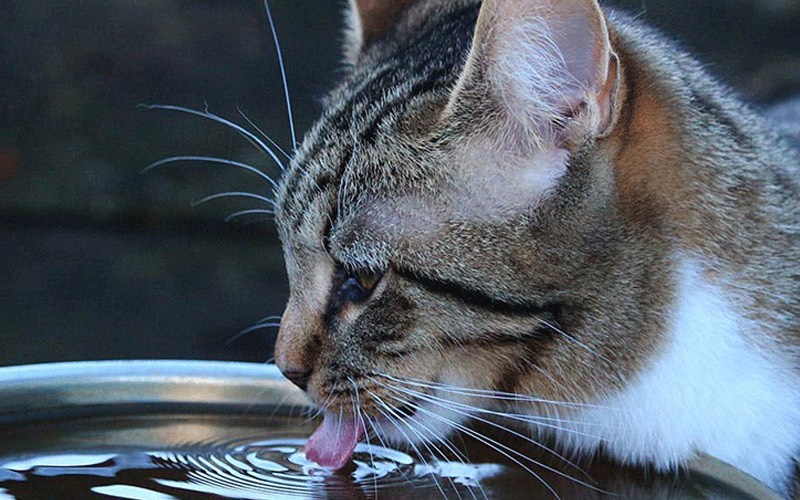 Mlem mlem là gì