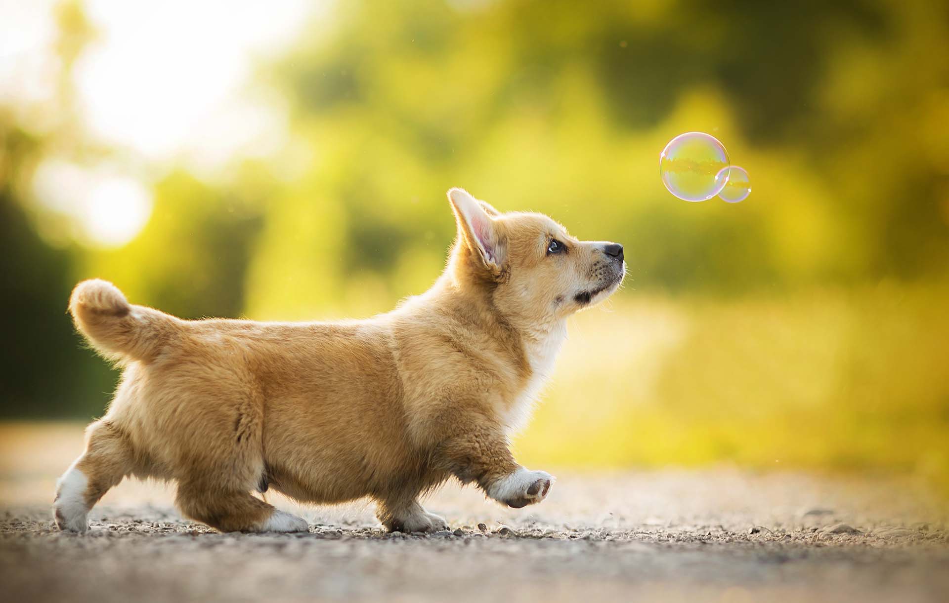 Hình ảnh chó cute "đốn tim" mọi chàng trai, cô gái