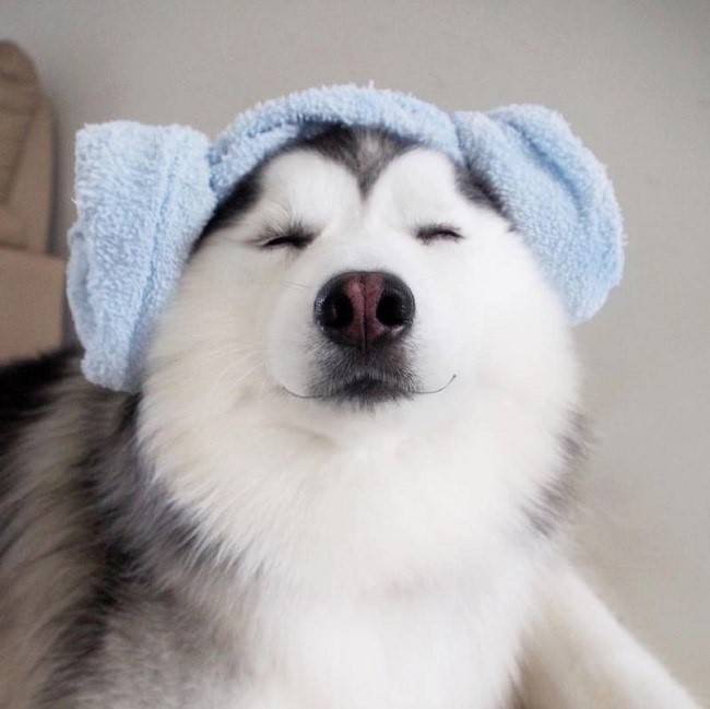 Hình ảnh chó cute "đốn tim" mọi chàng trai, cô gái