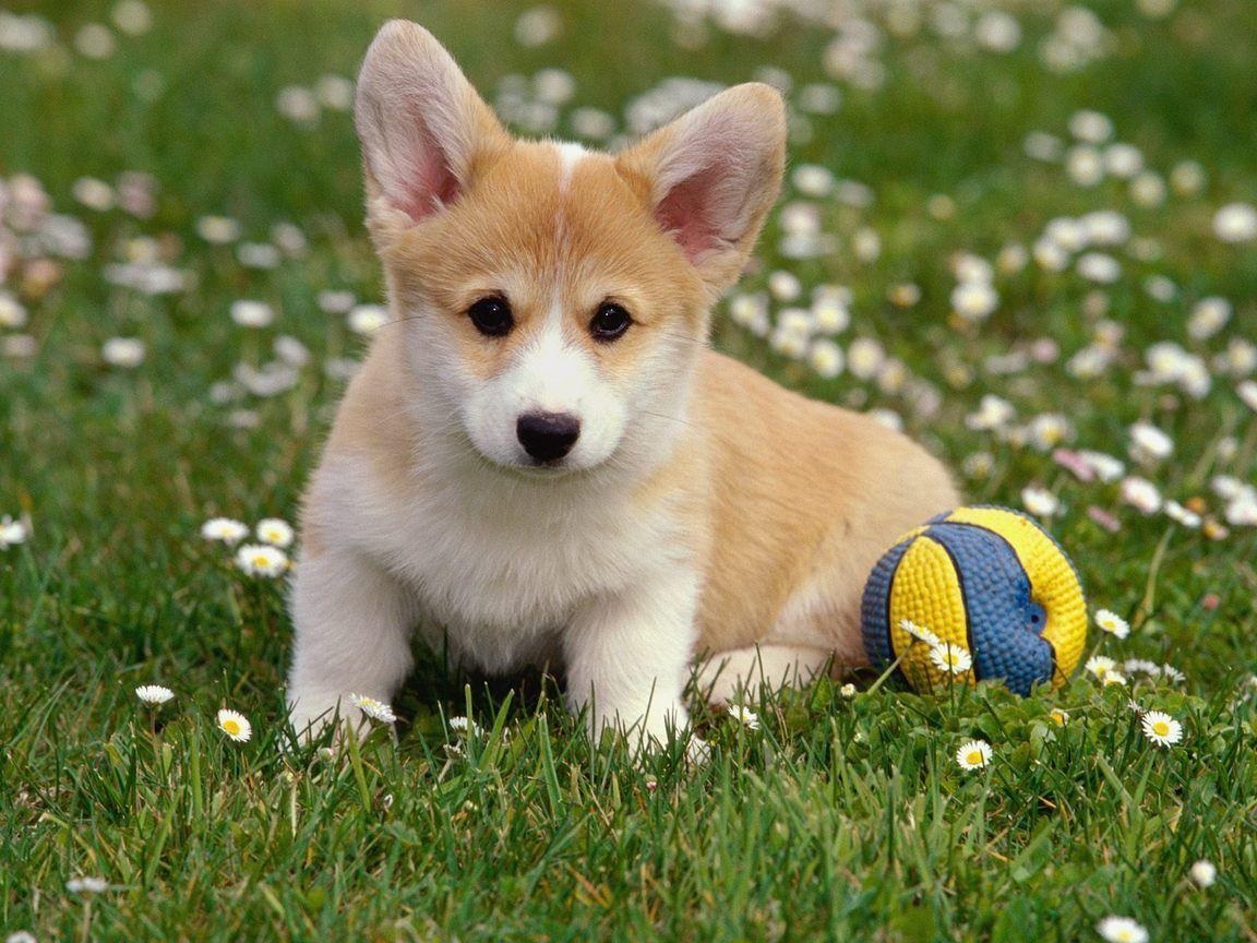 Hình ảnh chó cute "đốn tim" mọi chàng trai, cô gái