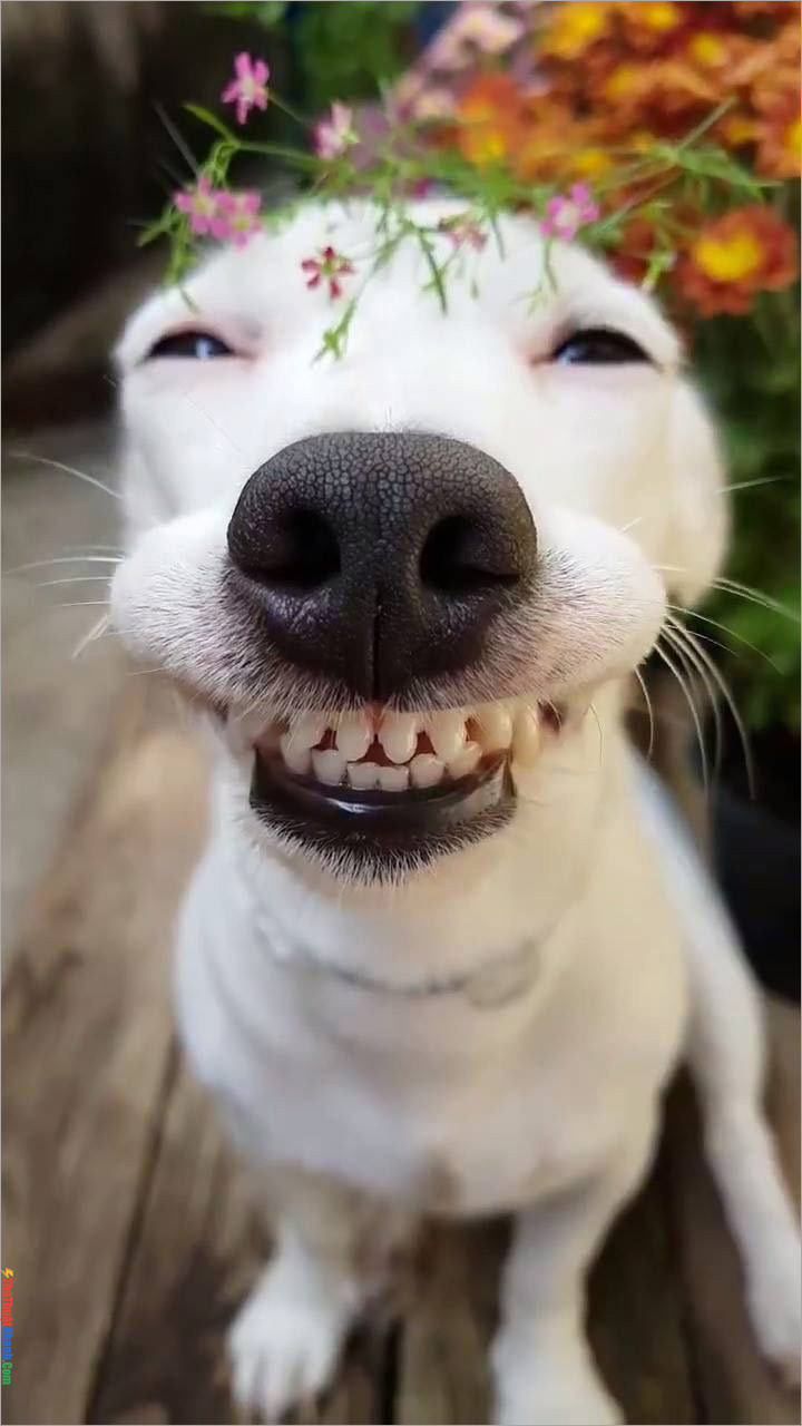 Hình ảnh chó buồn cười ra nước mắt