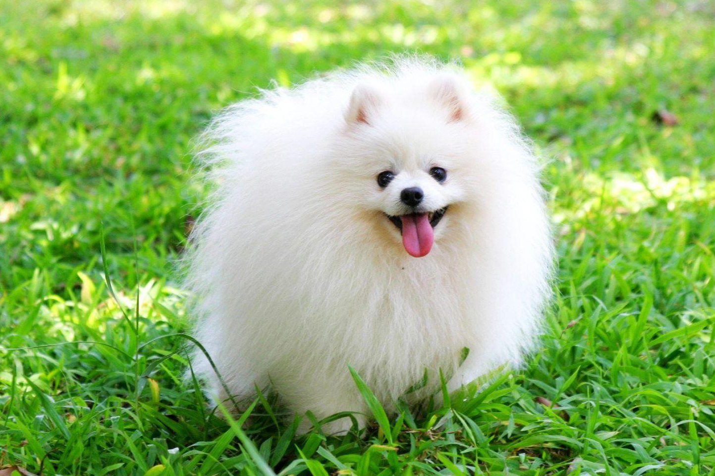 Hình ảnh chó cute "đốn tim" mọi chàng trai, cô gái