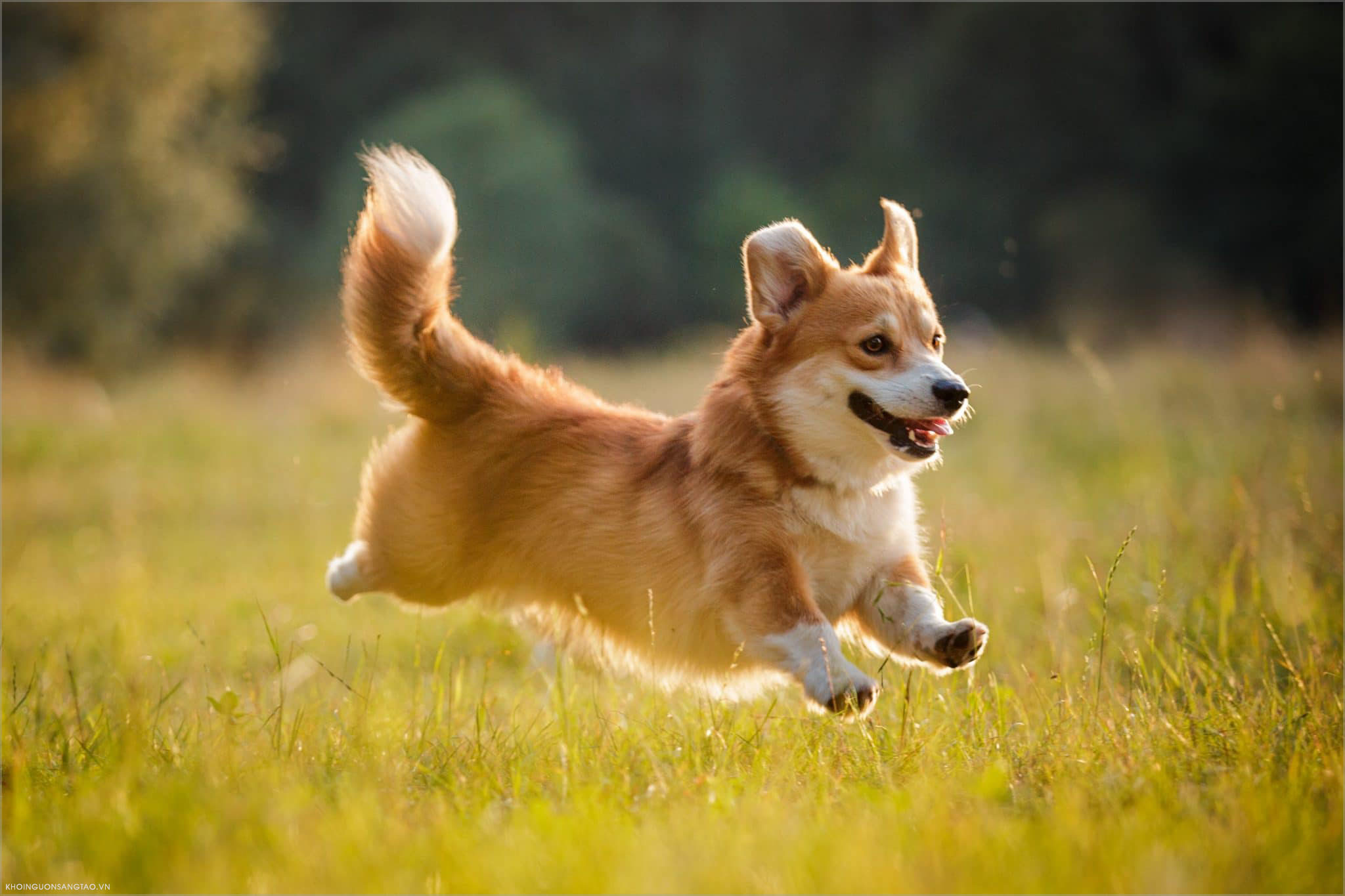 Hình ảnh chó cute "đốn tim" mọi chàng trai, cô gái