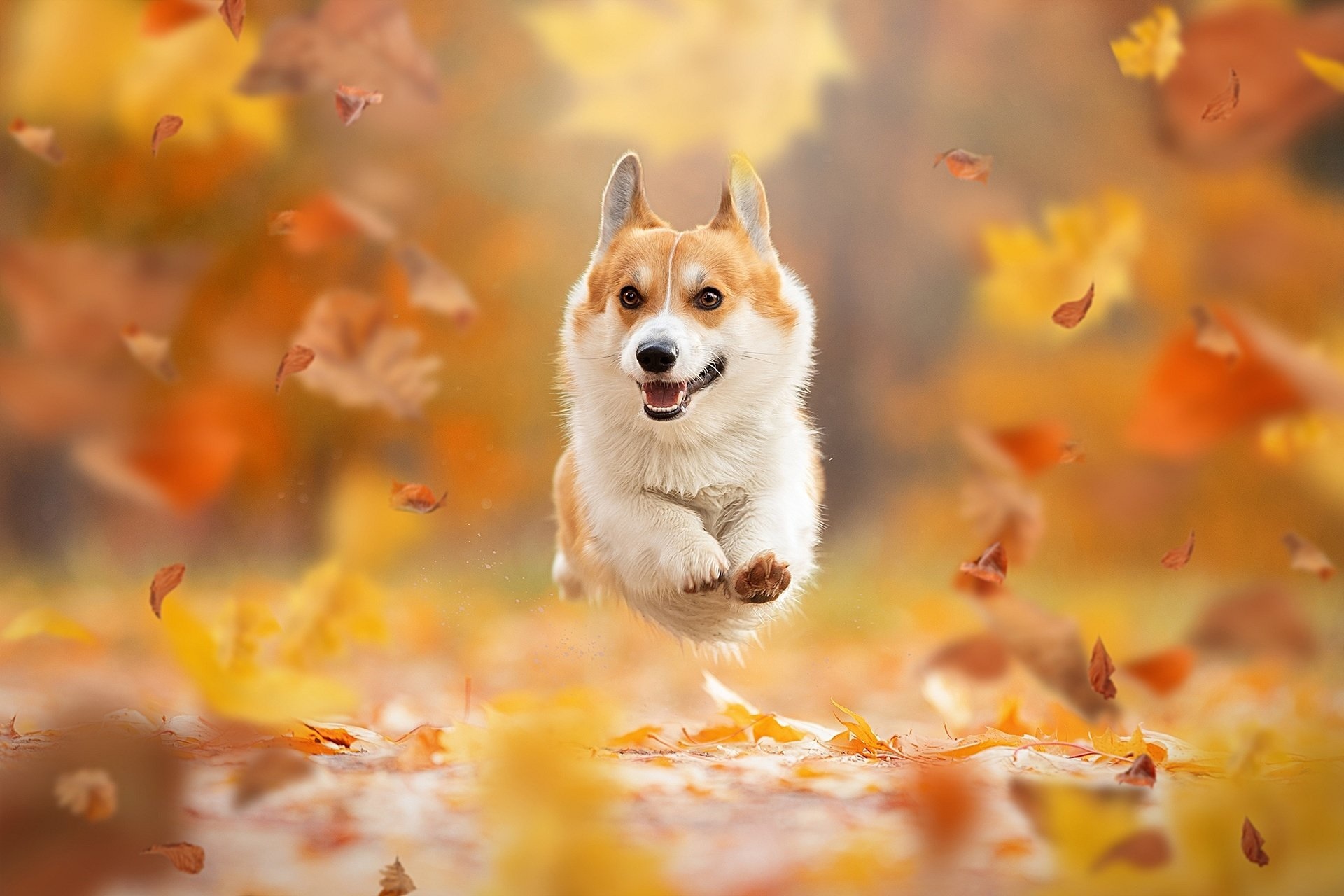 Hình ảnh chó cute "đốn tim" mọi chàng trai, cô gái