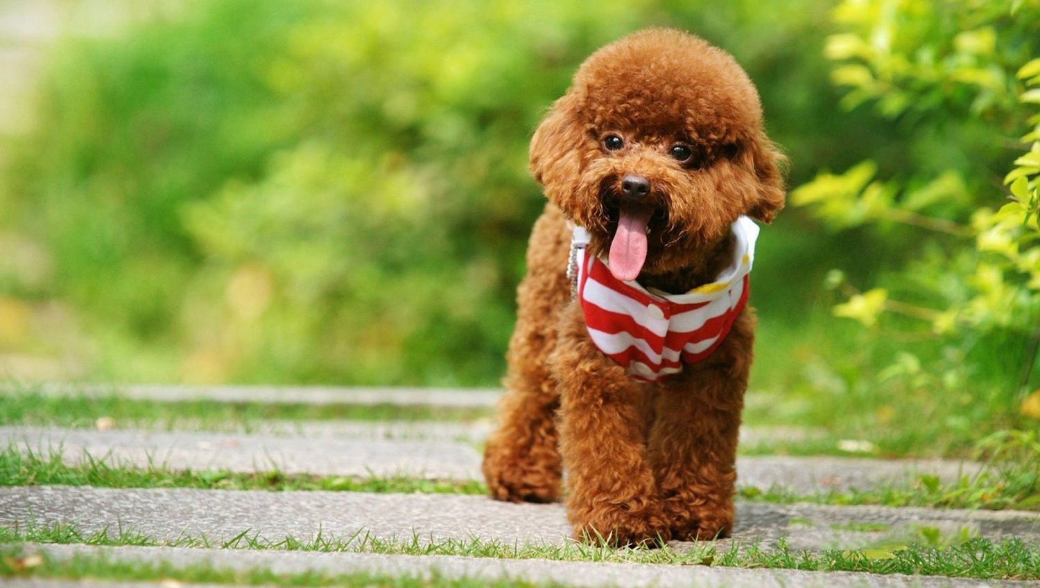 Hình ảnh chó cute "đốn tim" mọi chàng trai, cô gái
