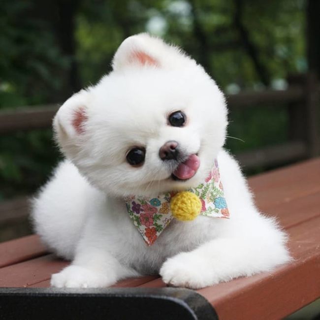 Hình ảnh chó cute "đốn tim" mọi chàng trai, cô gái