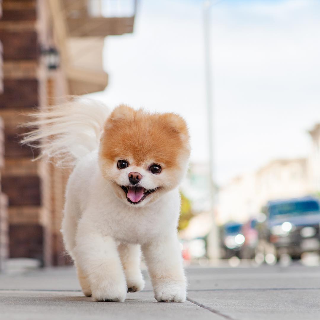Hình ảnh chó cute "đốn tim" mọi chàng trai, cô gái