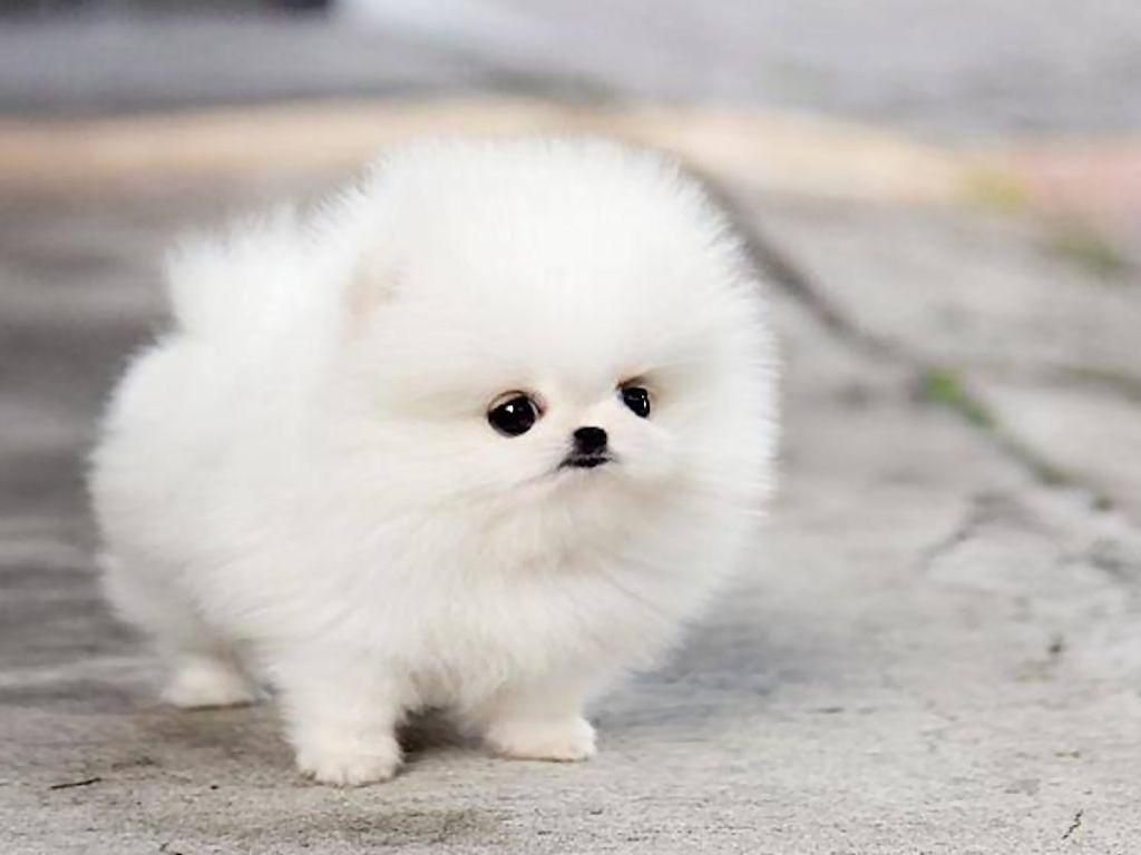 Hình ảnh chó cute "đốn tim" mọi chàng trai, cô gái